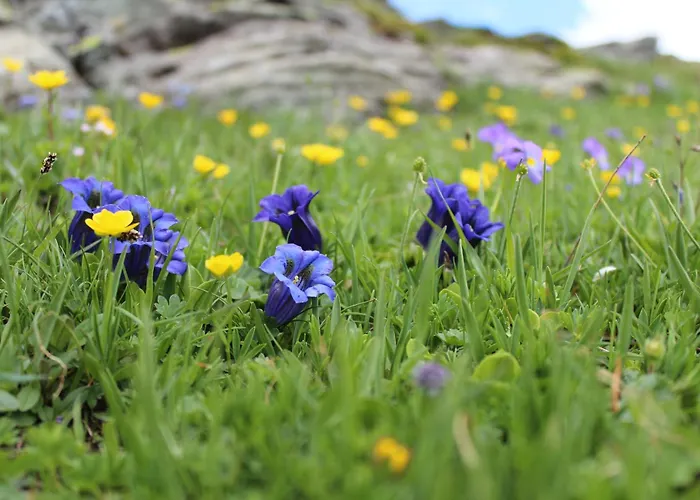Miravidi A Cervinia 3*
